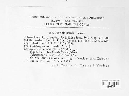 Puccinia xanthii image